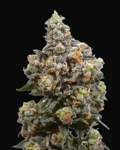 White Choco