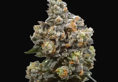 White Choco