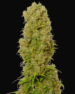 White Choco Auto