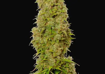 White Choco Auto