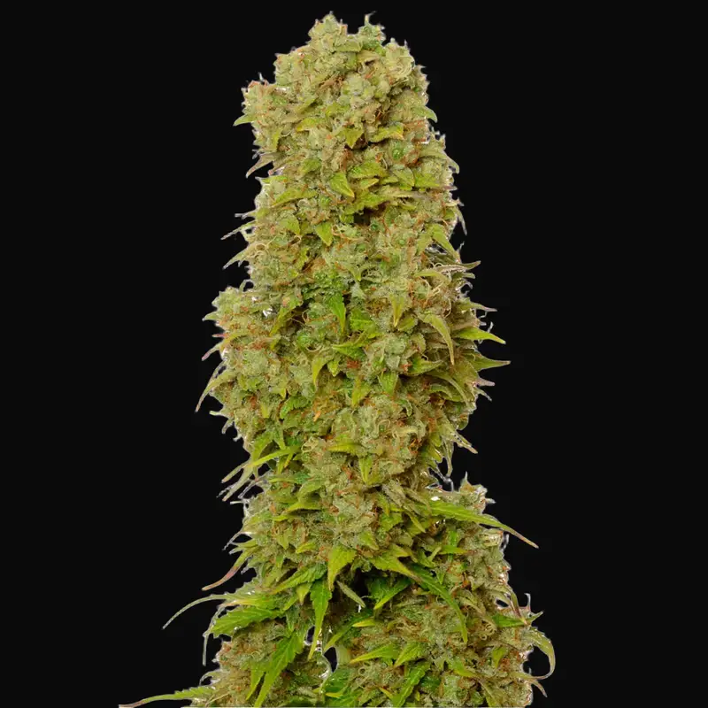 White Choco Auto