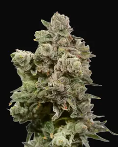 White Choco Haze
