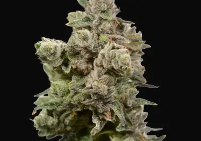White Choco Haze