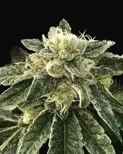 White Chocolope