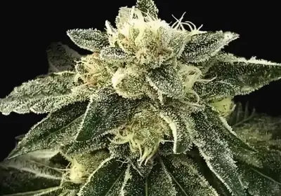 White Chocolope