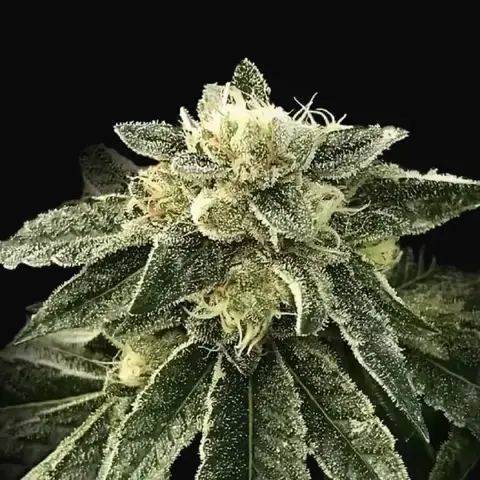 White Chocolope