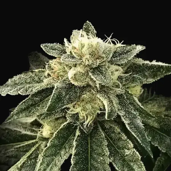 White Chocolope