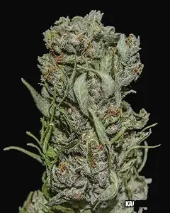 White Critical Express