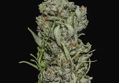 White Critical Express