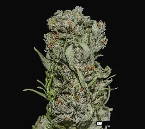 White Critical Express