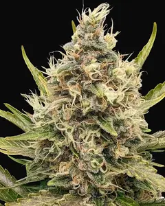 White Critical