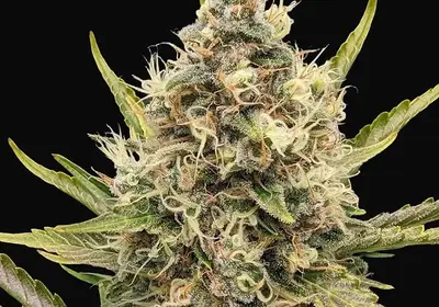 White Critical