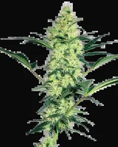 White Diesel Feminized