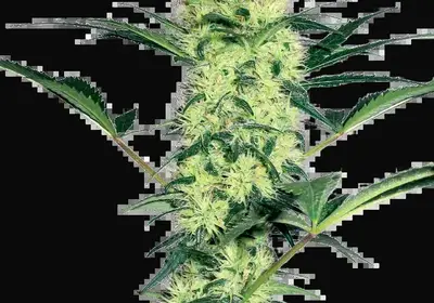 White Diesel Feminized