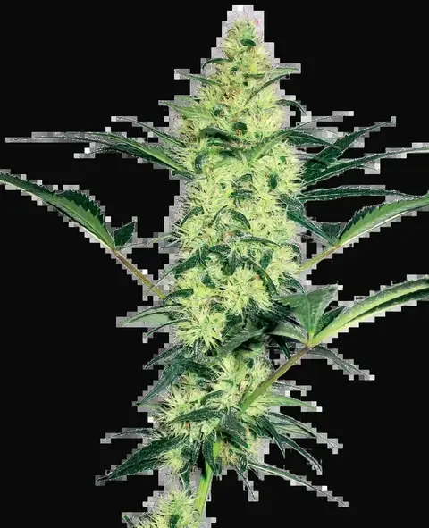 White Diesel Feminized