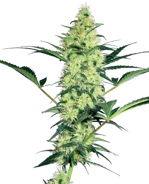 White Diesel Feminized