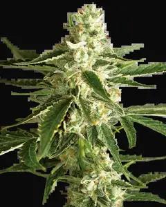White Diesel Haze Automatic