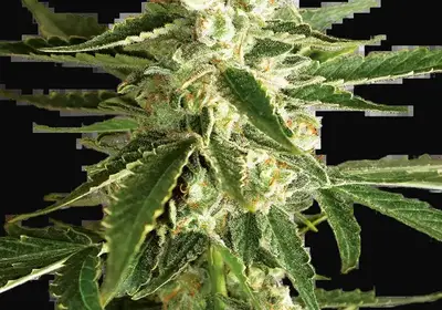White Diesel Haze Automatic