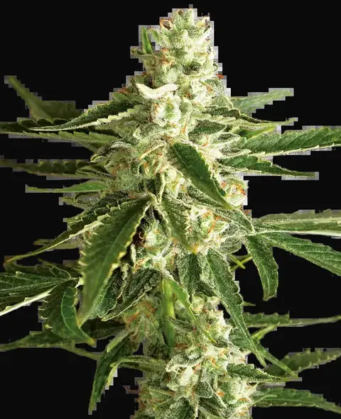 White Diesel Haze Automatic