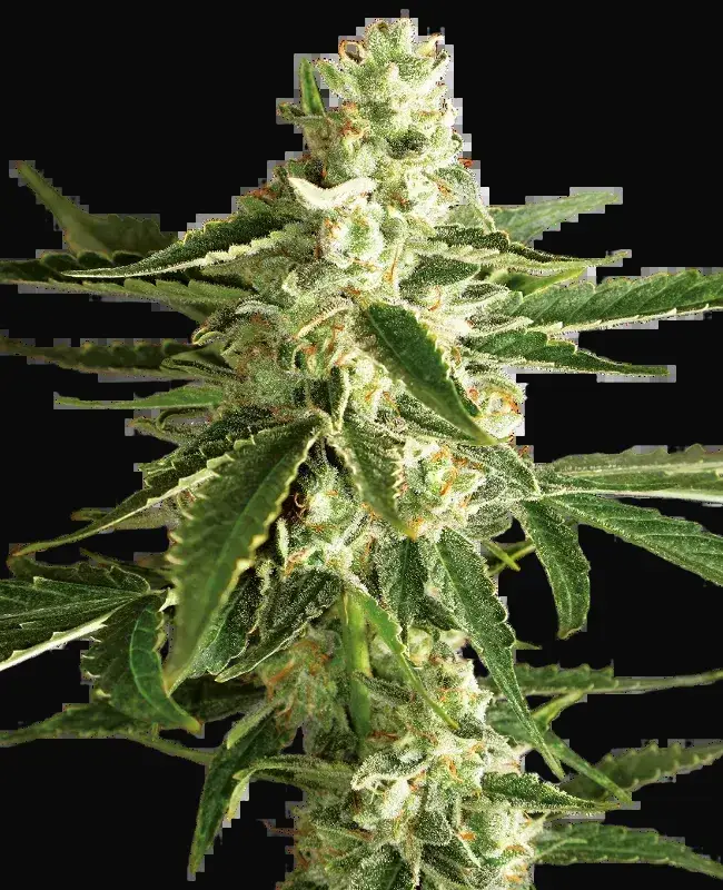 White Diesel Haze Automatic