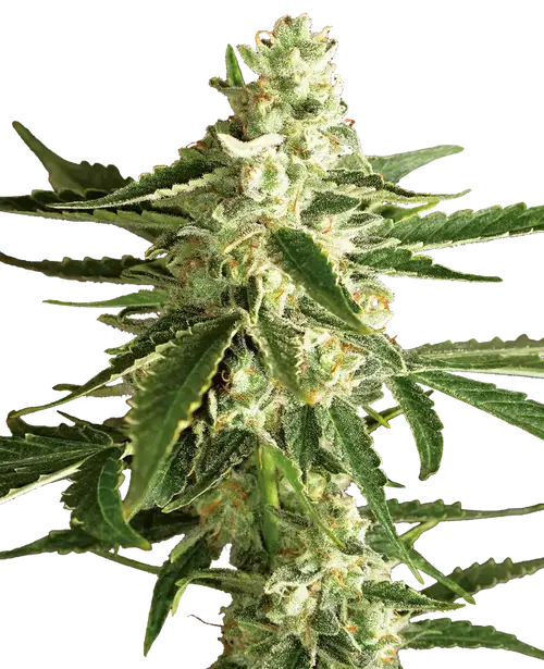 White Diesel Haze Automatic