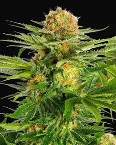 White Domina