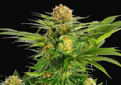 White Domina