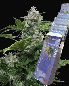 White Dwarf Auto