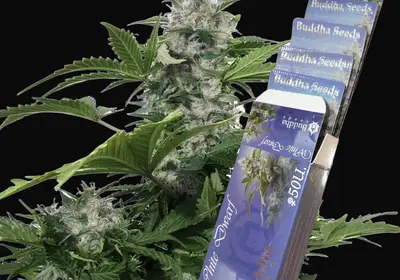 White Dwarf Auto