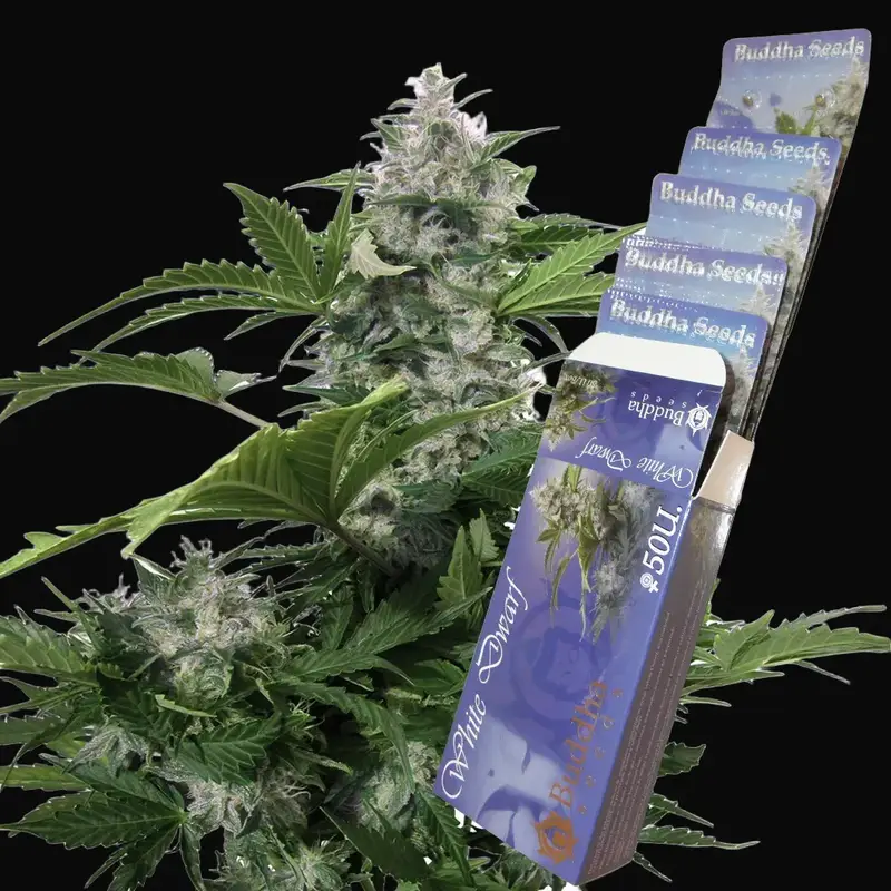 White Dwarf Auto