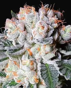White Fire OG