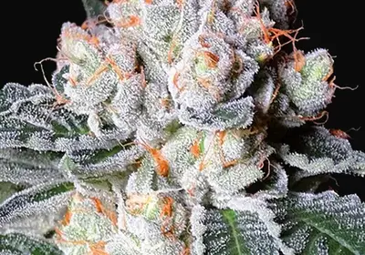 White Fire OG