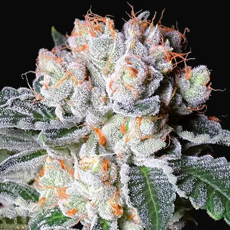White Fire OG