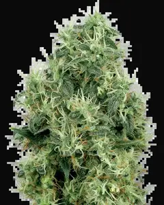 White Gold Feminized