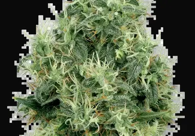 White Gold Feminized