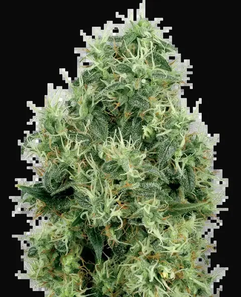 White Gold Feminized