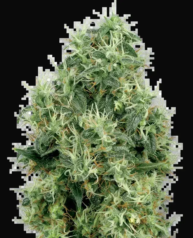 White Gold Feminized