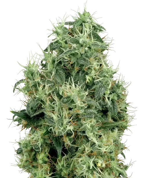 White Gold Feminized