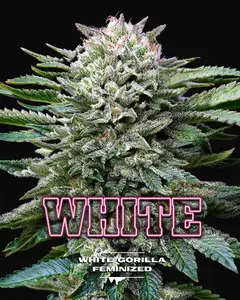 White Gorilla