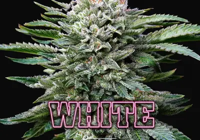 White Gorilla