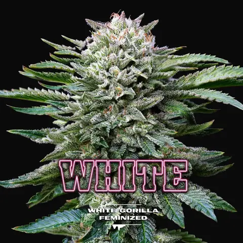 White Gorilla