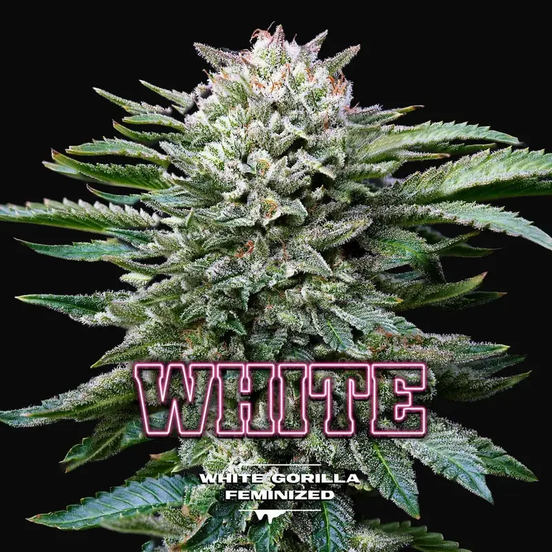 White Gorilla
