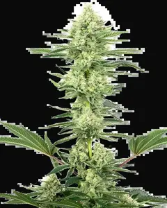 White Gorilla Haze