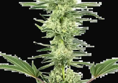 White Gorilla Haze