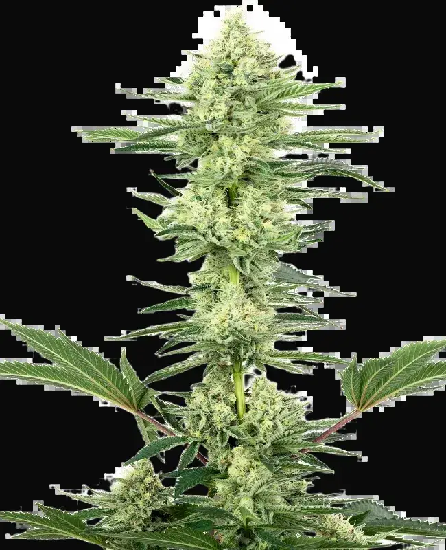 White Gorilla Haze