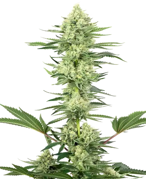 White Gorilla Haze