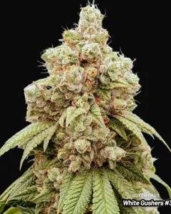 White Gushers #33