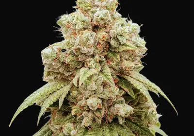 White Gushers #33