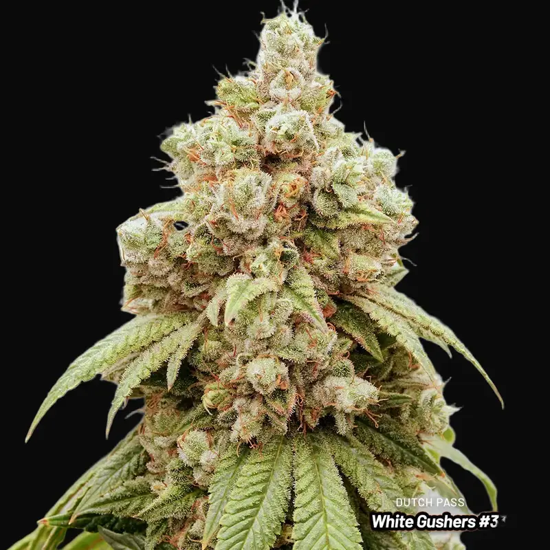 White Gushers #33