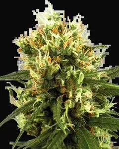 White Haze Automatic